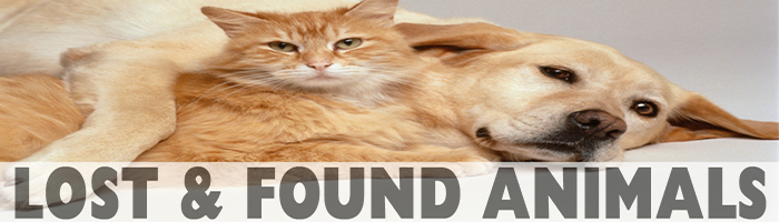Lost & Found Animal Banner: Displaying a cat and dog
