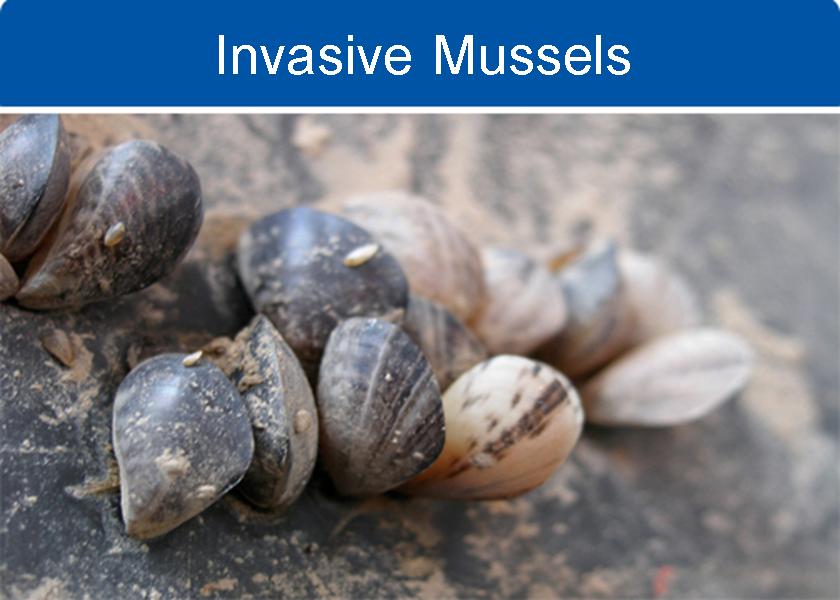 Invasive Mussels