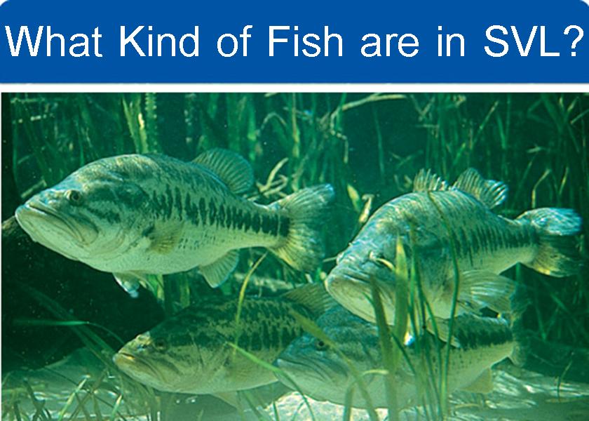 What kind of fish are in SVL?